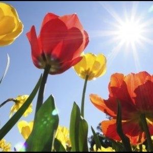 Meet your Posher, Dionne